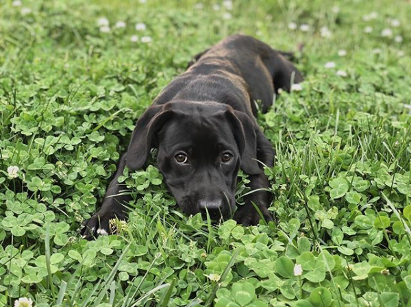 Jon Stone and Brittainy Taylor's puppy