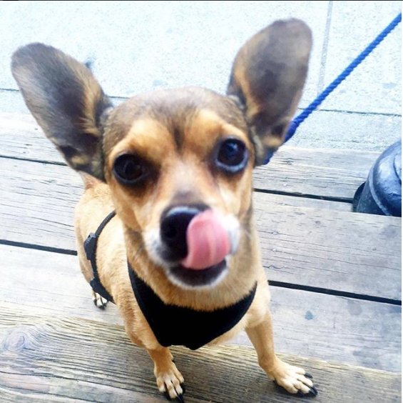 Christine Evangelista's dog Buddy